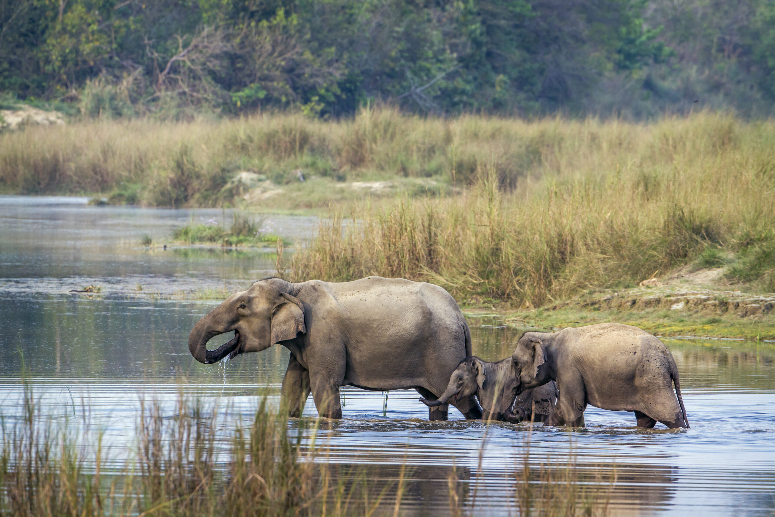 The Taste of Nepal — elephant in Chitwan
