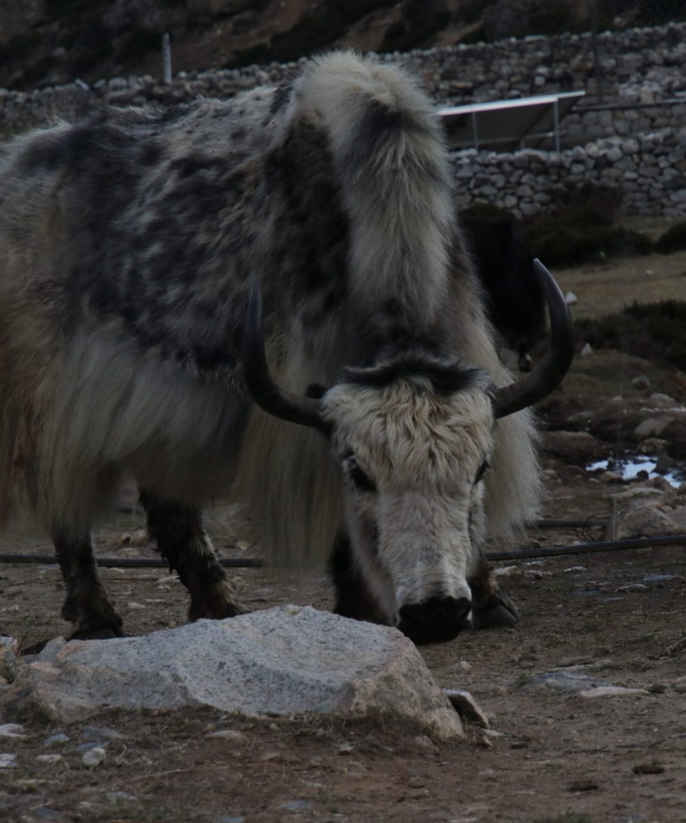 Ama Dablam - WIld Yak